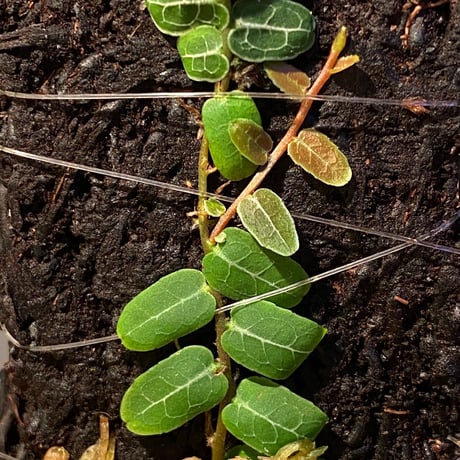 Marcgravia sp. from Columbia