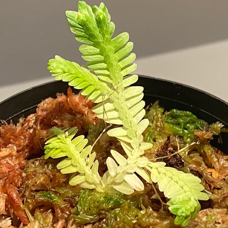 Selaginella sp. バリエガータ from "Nanga pinoh" [TB]