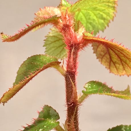 Begonia sp. from Tasik Kenyir [KZT 080118-3]