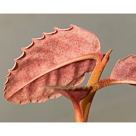 Labisia sp. from Malaysia [KN]