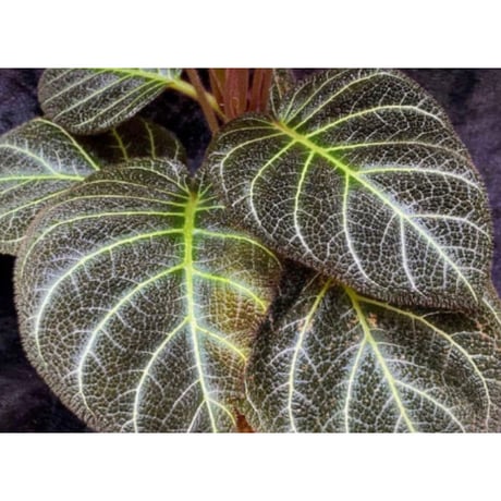 Pearcea hypocyrtiflora from Rio Napo Ecuador [tanakay] 白葉脈