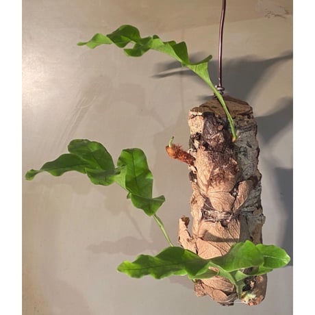 Drynaria bonii from Savannakhet Laos ①
