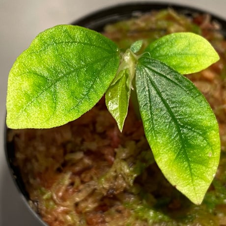 Elatostema sp. from Nopphitam [TK260915]