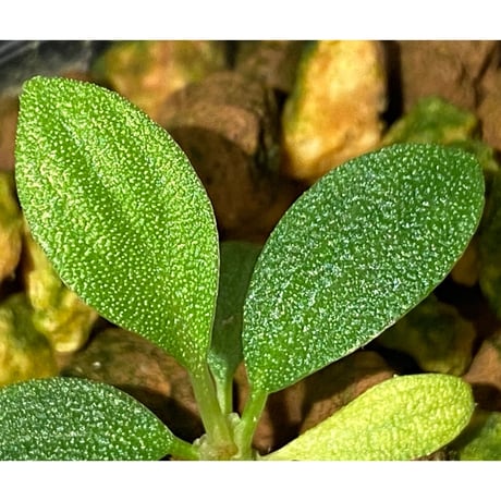 Homalomena mobula "鮫肌A" from Sumatera barat [LA0317-01]