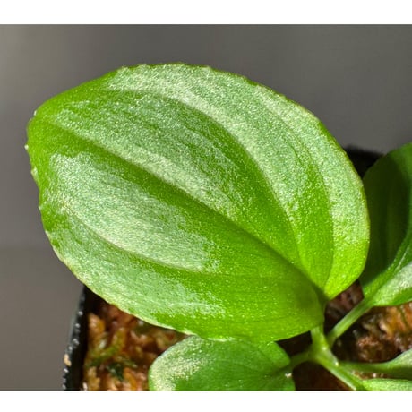 Homalomena sp. "Kayu Lapis" White Kal-barat [TB]