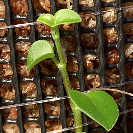 Peperomia sp. from Choco Colombia [tanakay]