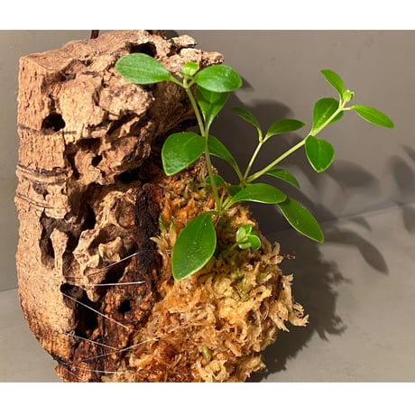 Pachycentria glauca CK [STRINGE PLANTS]
