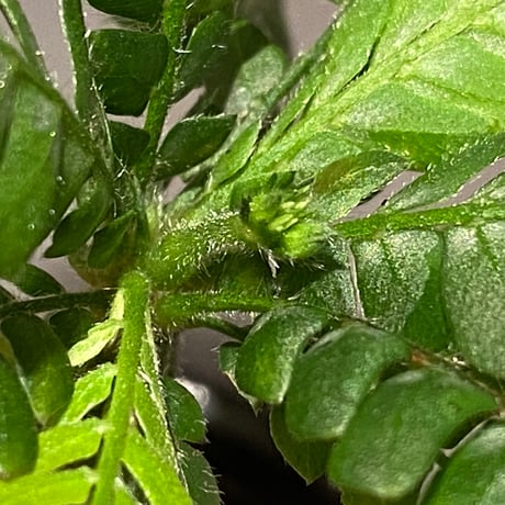 Biophytum sp. BB8th [LA]