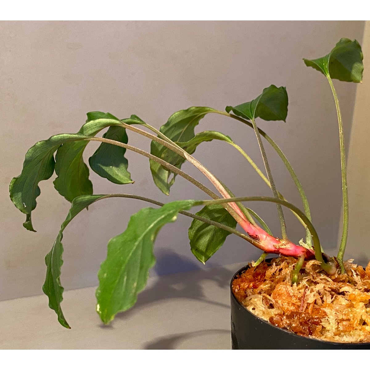 Bidayuha Crassispatha Kalimantan Barat中株 Bidayuha Crassispatha Kalimantan Barat中株 - SANDALCASA 日本