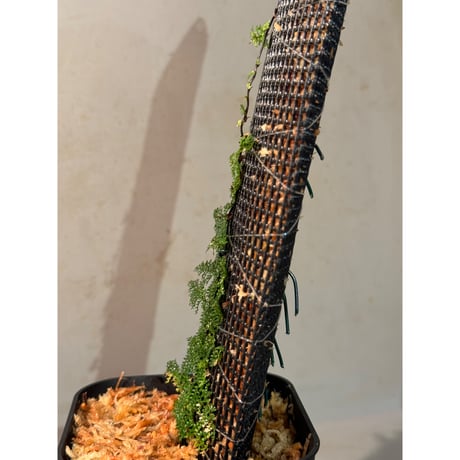 Teratophyllum sp. from Kapuas Kalimantan barat