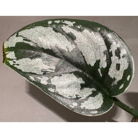 Scindapsus sp. from West Kalimantan