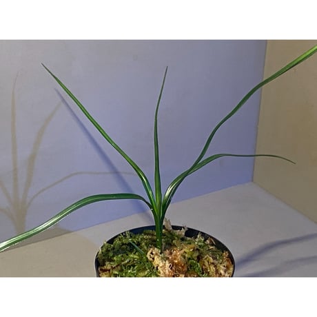 Mapania sp. from "Nanga pinoh" Melawi Kalimantan barat [TB]