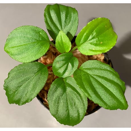 Homalomena sp. "Minimum" from Padan Utara [AZ0512-04]