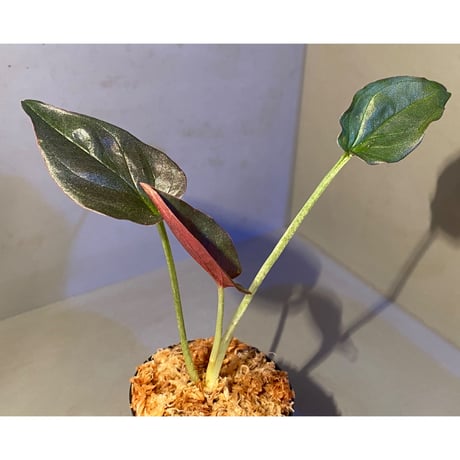 Syngonium sp. from Choco Colombia [tanakay]