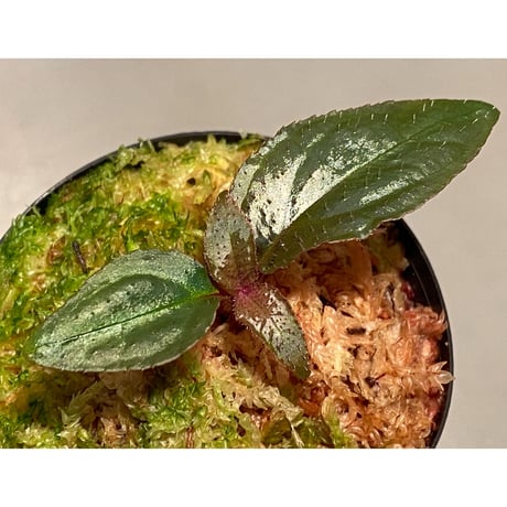Sonerila sp. wf1 from Phang Nga Thailand [KZT]