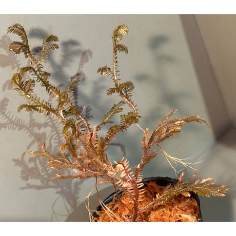 Selaginella sp. from Kapuas hulu