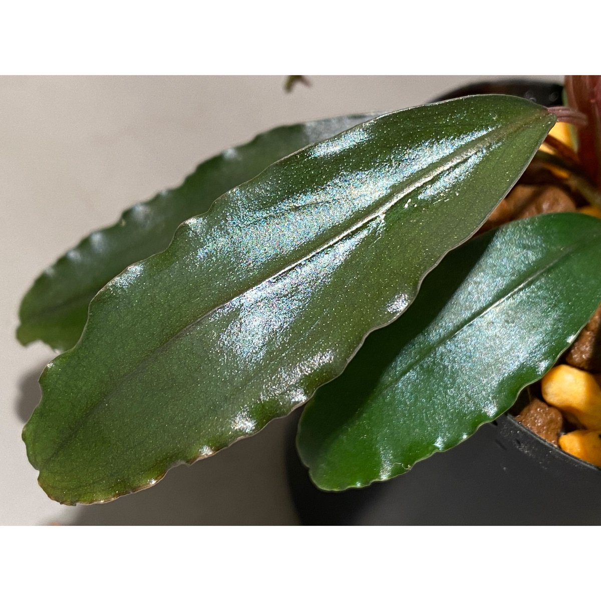 Y*c様 Bucephalandra sp.Red Diamond 5株 ブセファランドラ sp. Red Diamond 水中葉 1株 - メルカリ