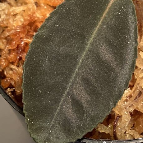 Ardisia sp. from Riau sumatera