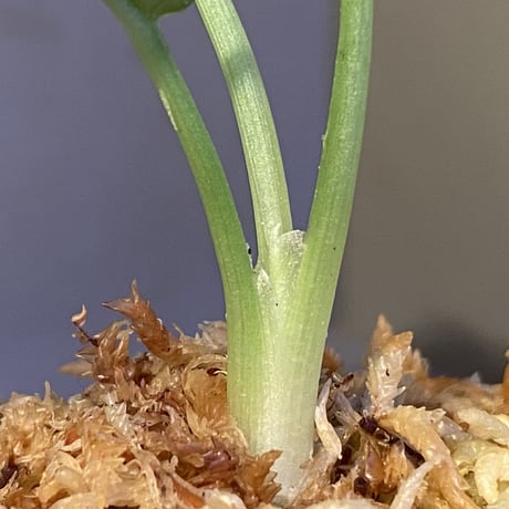 Schismatoglottis Rongisupata from West Kalimantan [KN]