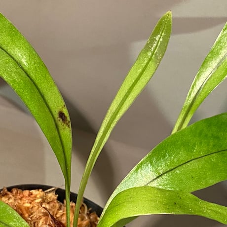 Asplenium sp. from Sangkhlaburi Kanchanaburi Thailand ①