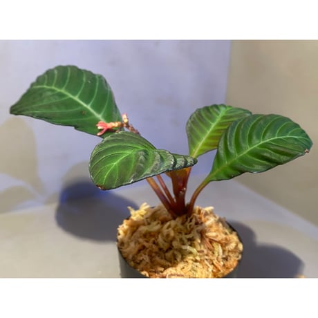 Hoffmannia discolor