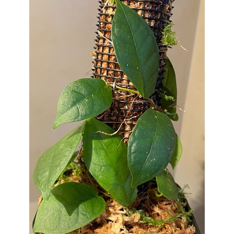 Ficus sp. "Kayulapis" Kalimantan barat [TB]