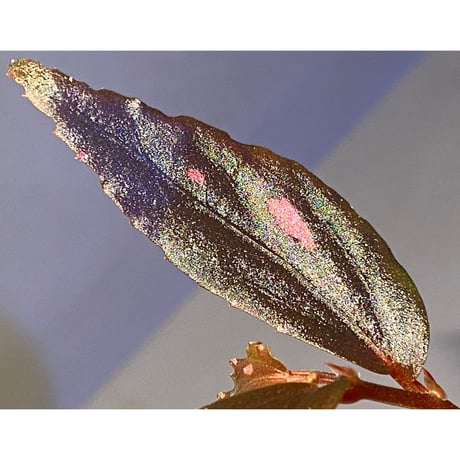 Begonia sp. from Julau [R1214-01b]