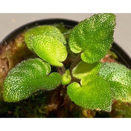 Gesneriaceae sp. from Kalimantan [NT ORCHID]