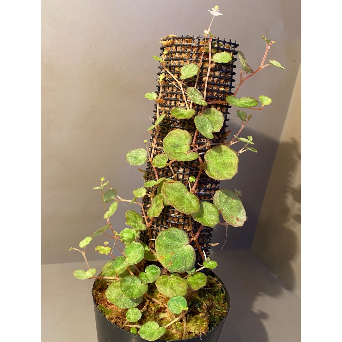 その他観葉植物 lichenora 大株) Begonia lichenora (sp.Mini) from Kalimanta