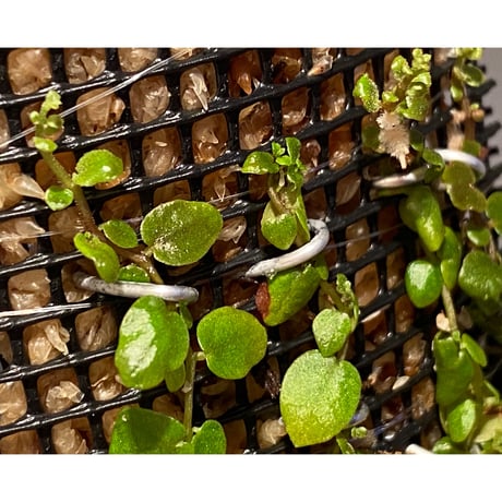 Ficus sp. from Aceh sumatera [LA0616-04]