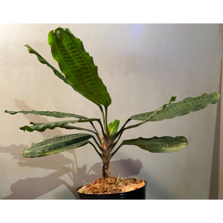 Mapania cuspidata from Bengkayang West Kalimantan ②