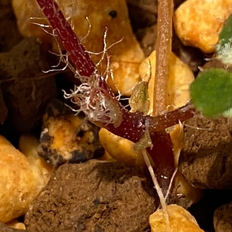 Begonia cf. ferox from Cao Bang [YH040519BK] TK