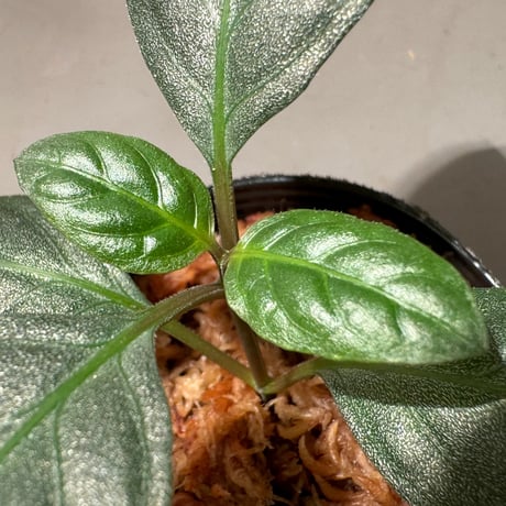 Unknown from Aceh sumatera [LA2013年]