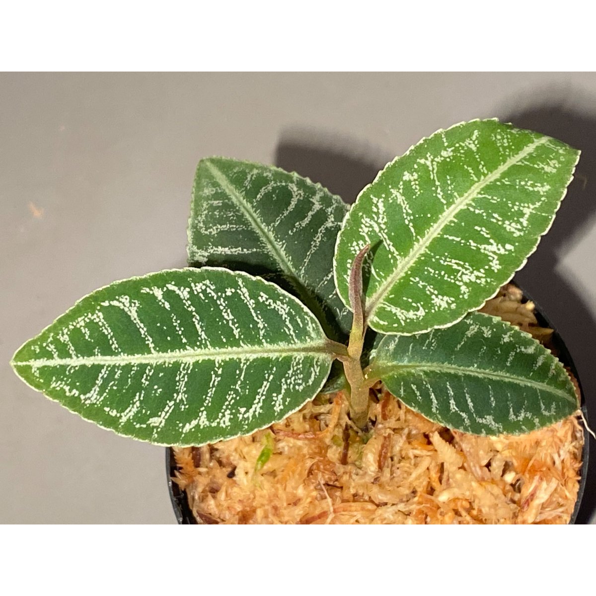 Billbergia Luna Blanca 子株付き タグ付き) Labisia sp. 
