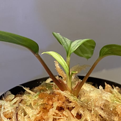 Homalomena sp. 銀4 from Cameron Highlands [TK060315]