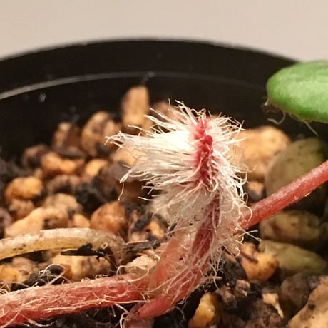 Begonia nahangensis from Na hang [YH1117]