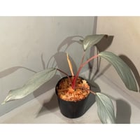 Homalomena sp. "Light Blue  Silver" from Kepulauan Riau