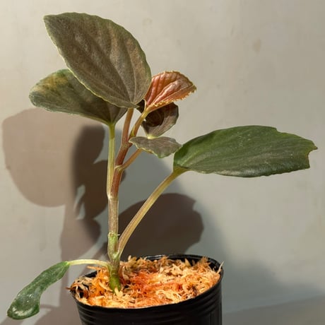 Peperomia metallica 'Black'