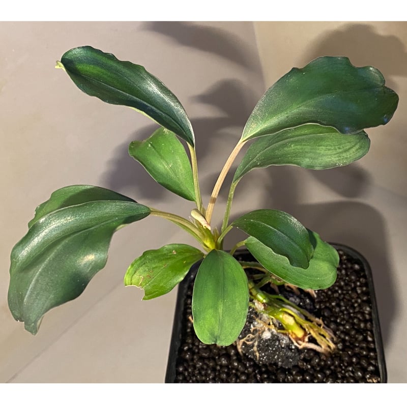 Bucephalandra sp. Paris 12株 Bucephalandra Paris KN - Online Aquaria