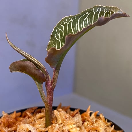 Ardisia sp. from Perlis Malaysia