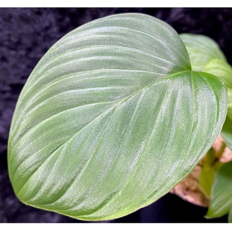 Homalomena sp. "Aceh selatan" from Aceh sumatera [TB]