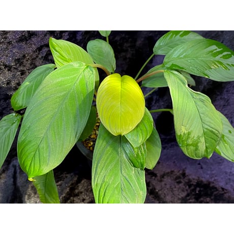 Homalomena sp. from Padang sumatera [LA0117-02]
