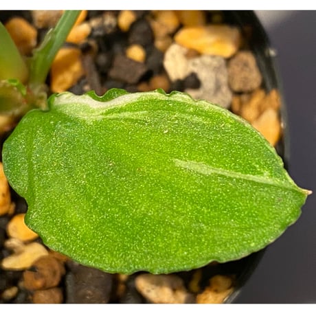 Homalomena sp. from Padang [TK160117]