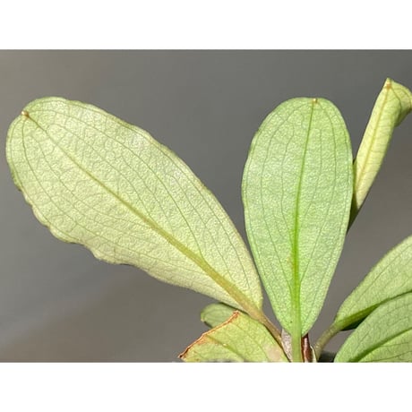 Bucephalandra sp. "Kayulapis3" Kalimantan barat [TB] ②