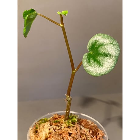 Peperomia sp. from Colombia [tanakay]