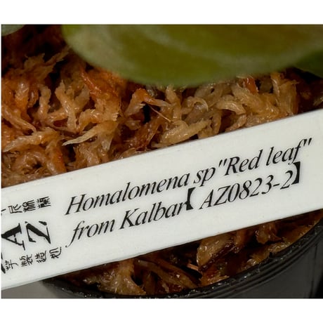 Homalomena sp. "Red leaf" from Kalbar [AZ0823-2]