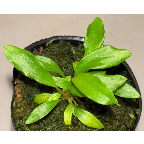 ホマロメナ | STORES