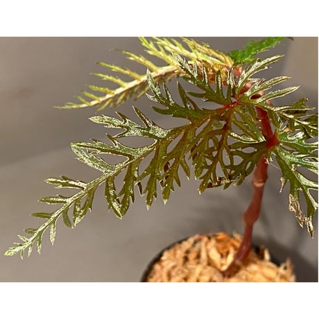 Begonia bipinnatifida
