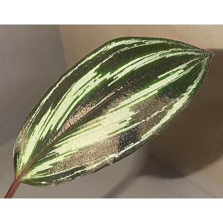 Spatholirion sp. from Guangxi