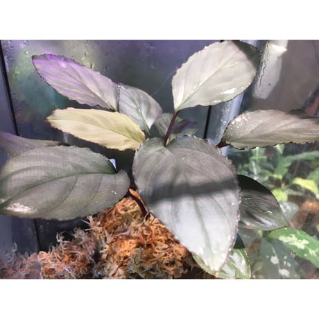 Homalomena 'Rec1-29' K0718-f1 [KZT]
